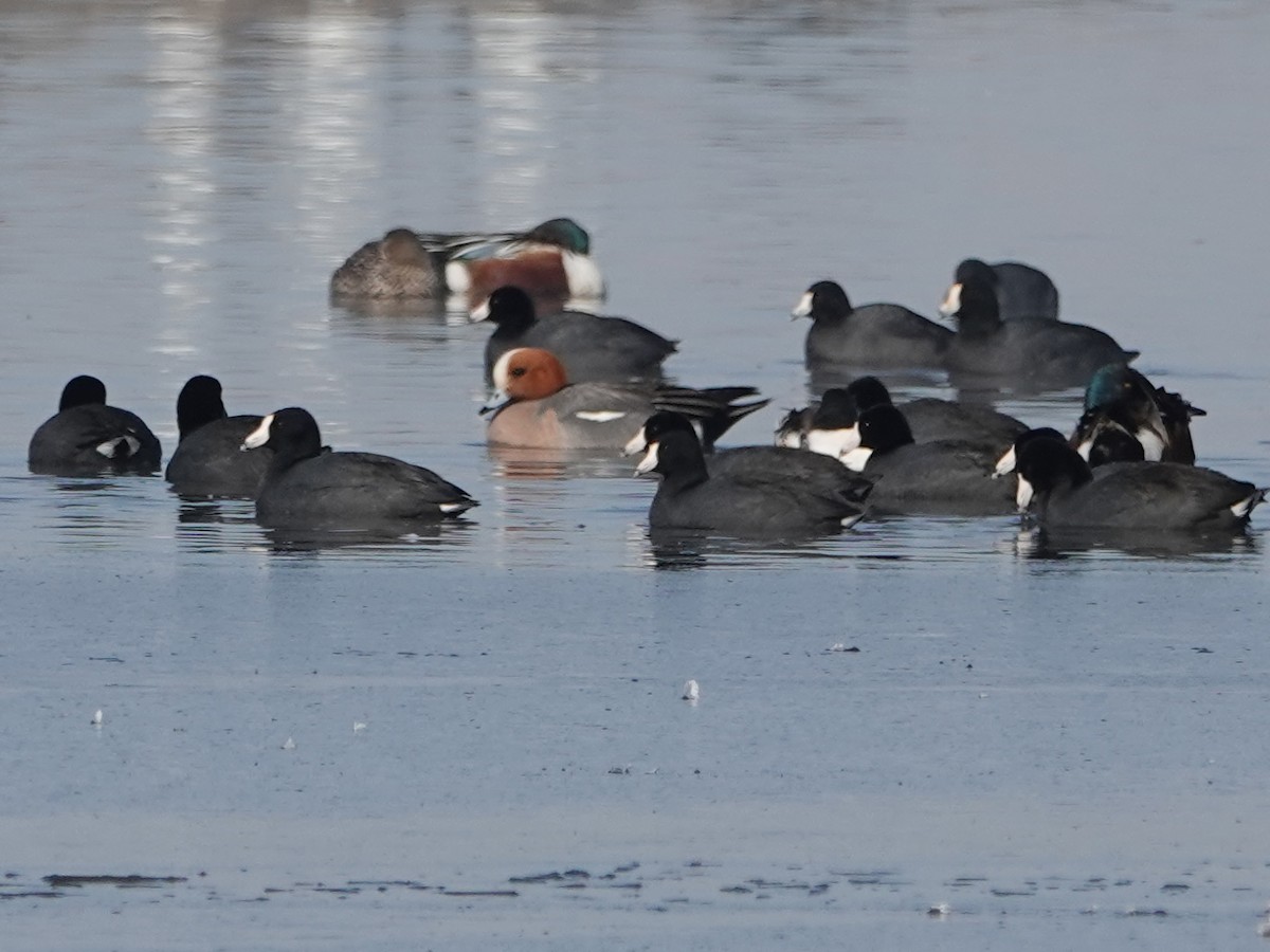 Eurasian Wigeon - ML436689671