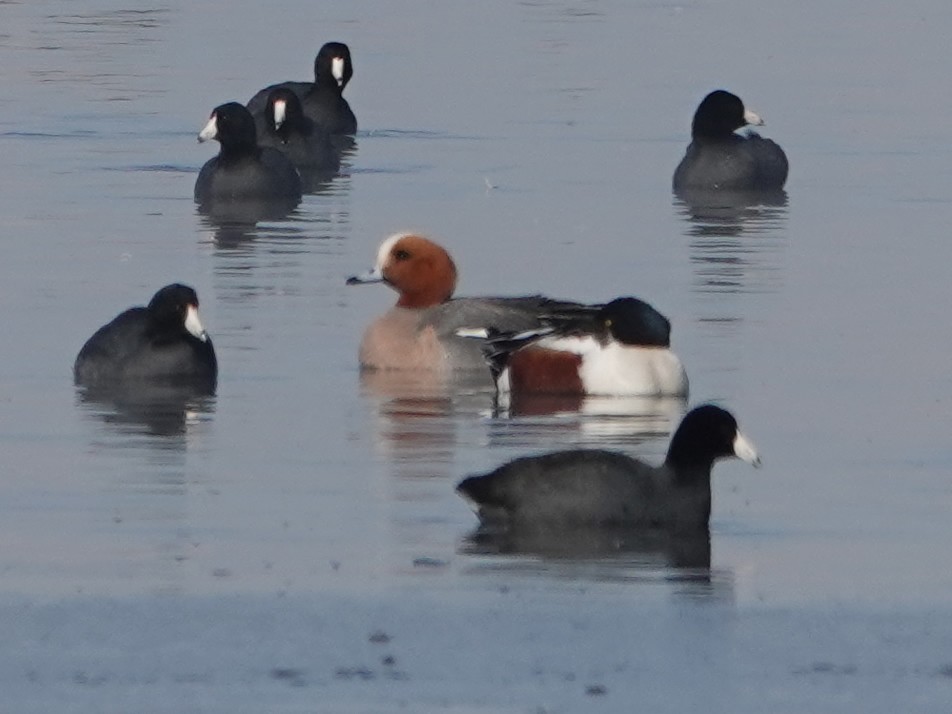 Eurasian Wigeon - ML436690061