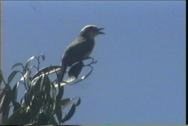 Lemon-browed Flycatcher - ML436691