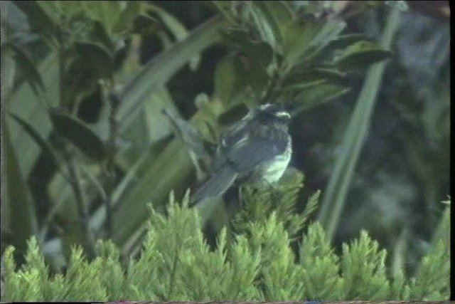 Agile Tit-Tyrant - ML436692