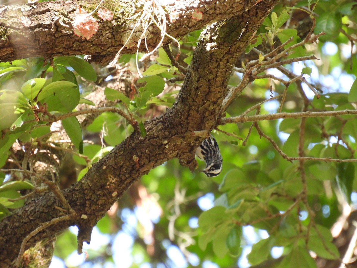 Black-and-white Warbler - ML436692881