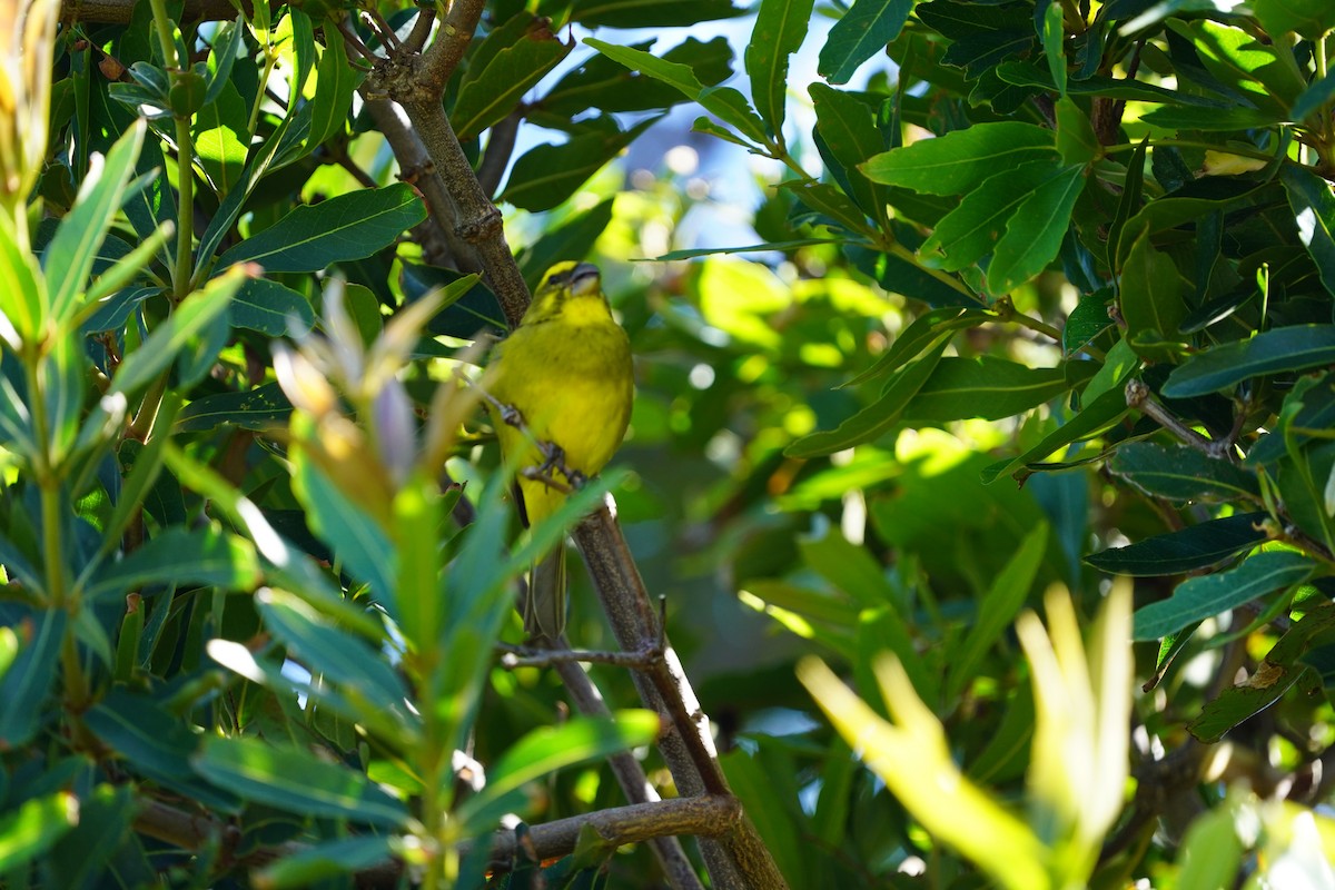 Brimstone Canary - Richard Maarschall