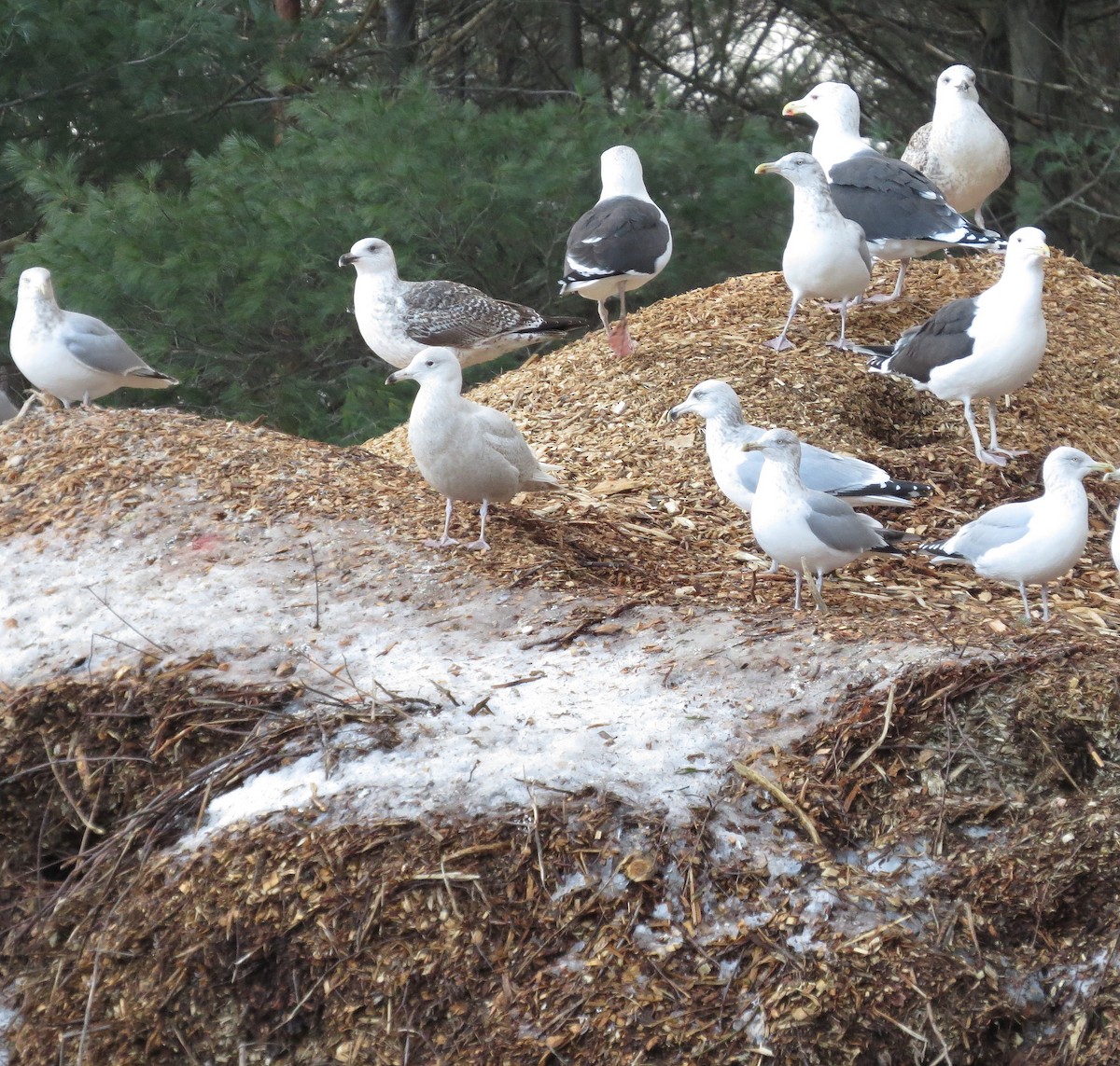 Glaucous Gull - ML43669451