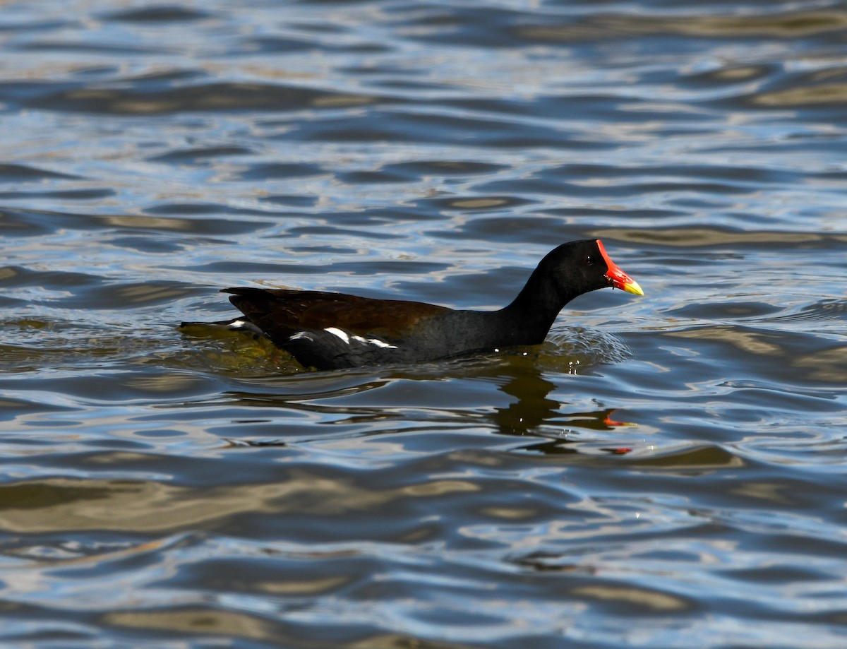 Common Gallinule - ML436694711