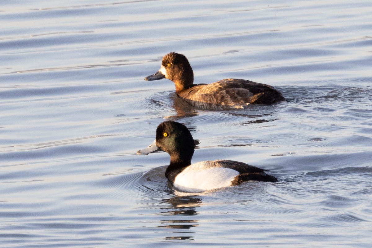 Greater Scaup - ML436696511