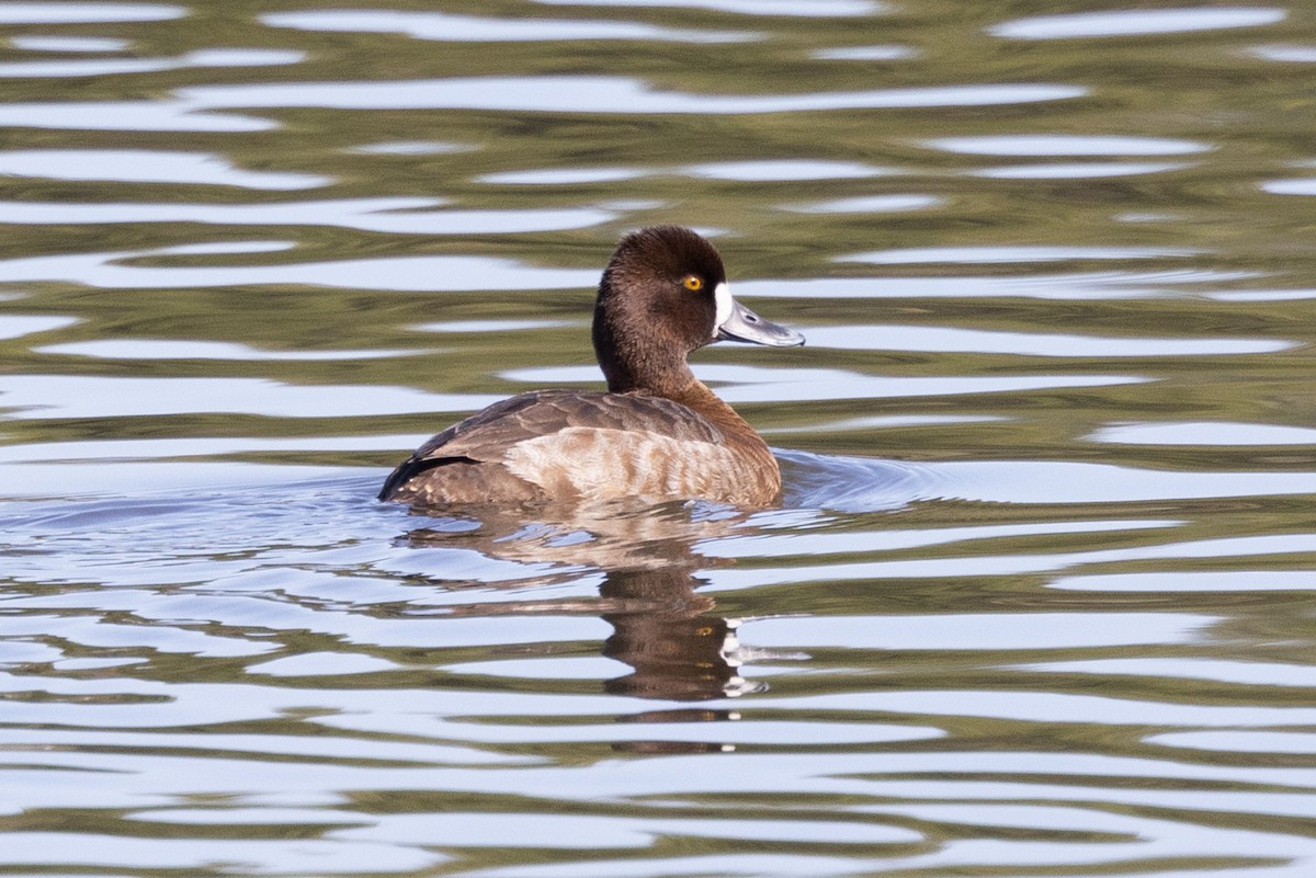 Greater Scaup - ML436696521