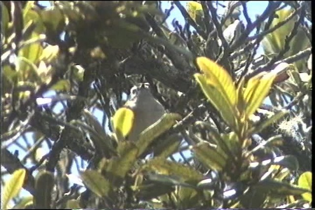 White-banded Tyrannulet - ML436697