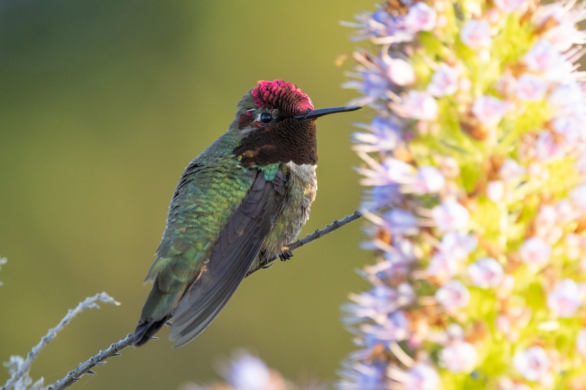 Anna's Hummingbird - Loni Ye