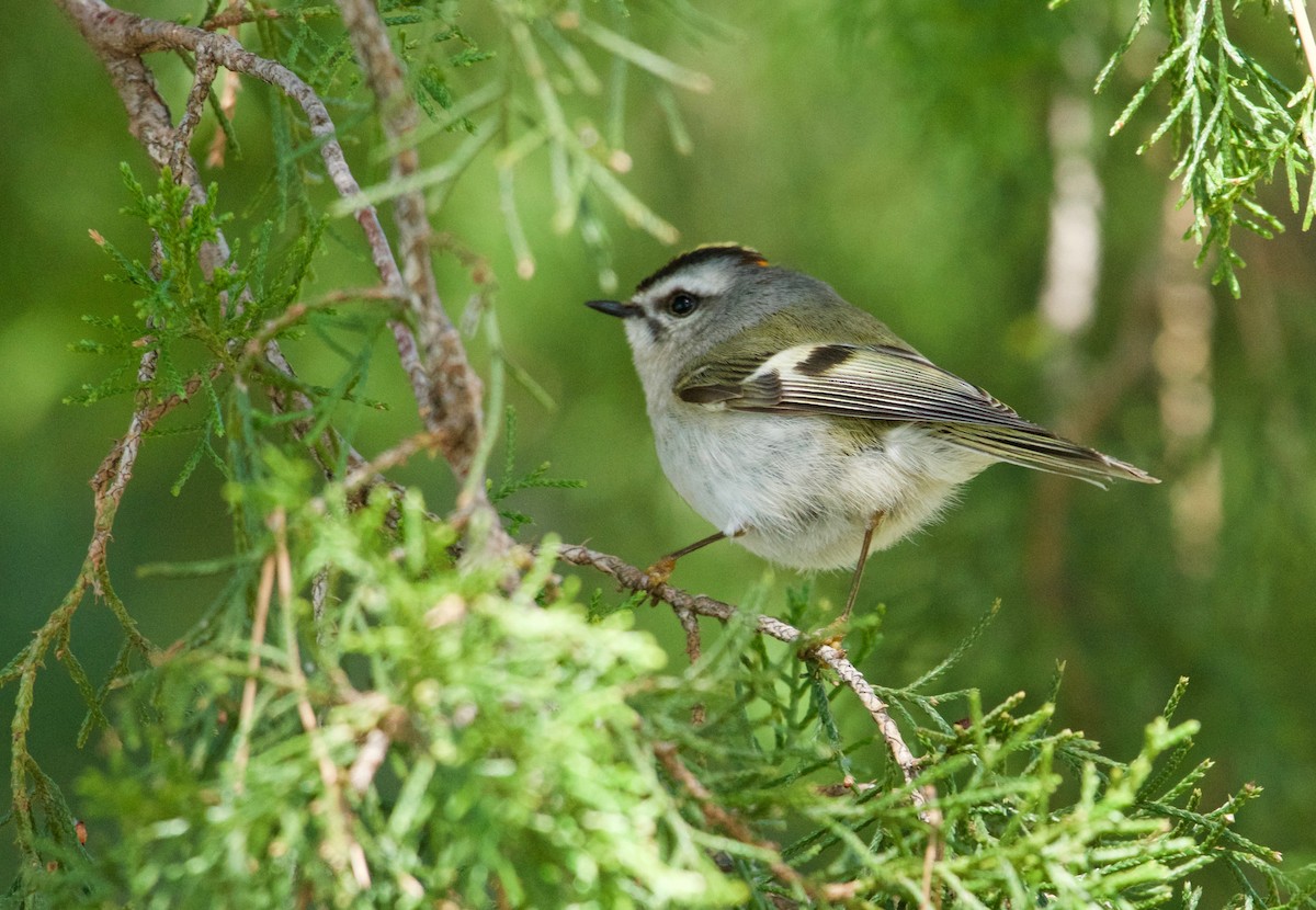 Golden-crowned Kinglet - Alan Bloom