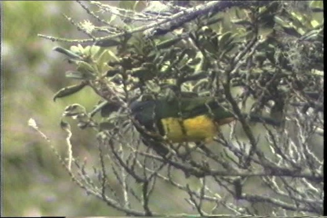 Black-chested Mountain Tanager - ML436698