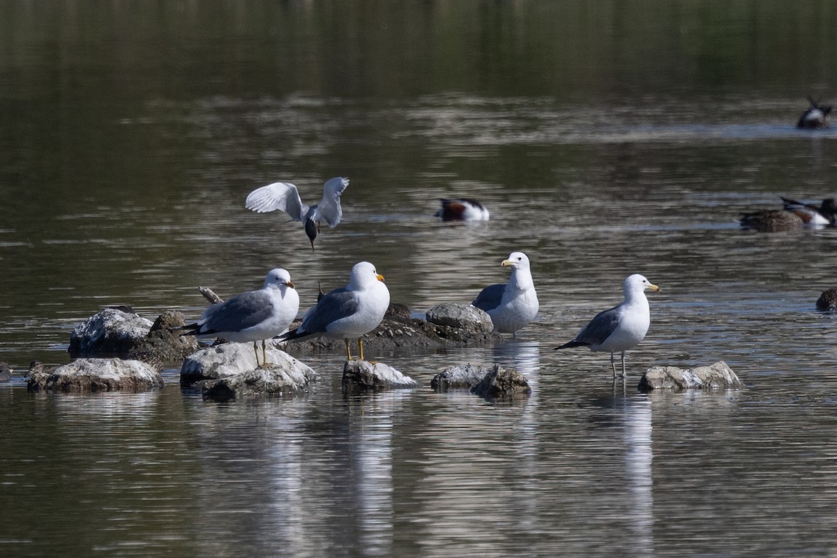 California Gull - ML436698251