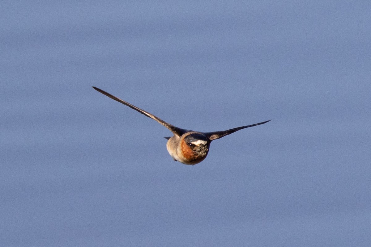 Cliff Swallow - ML436699421