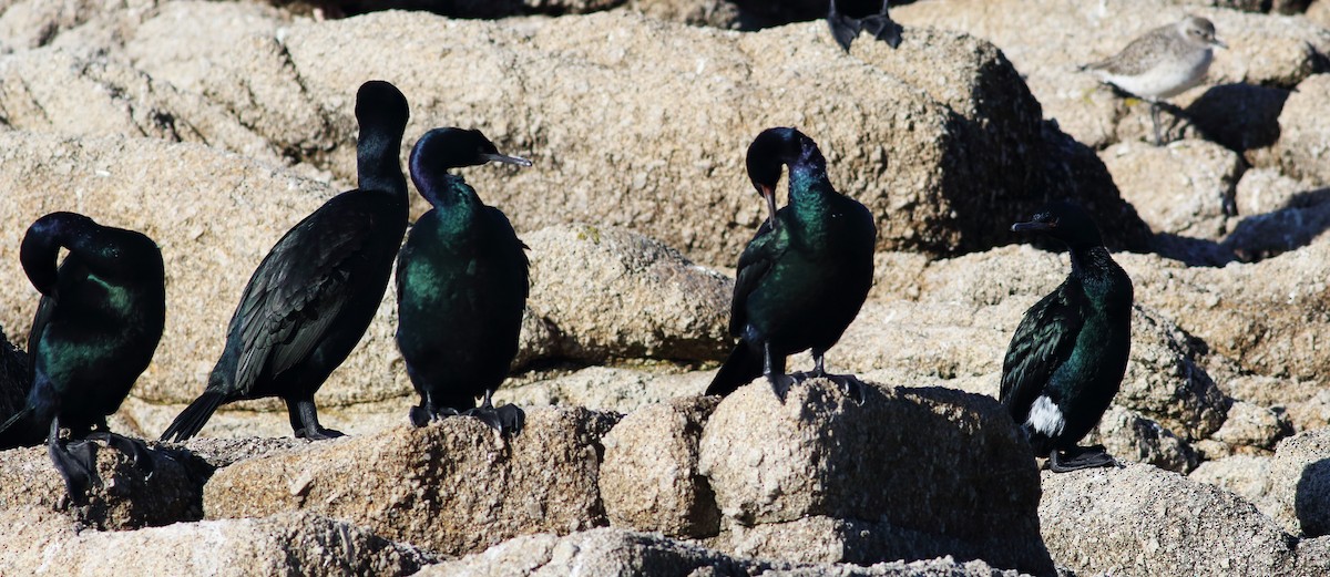 Pelagic Cormorant - ML43669981