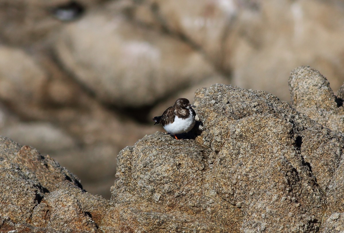 Ruddy Turnstone - Paul Fenwick