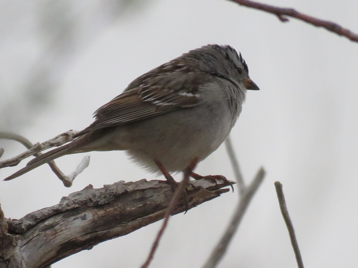 White-crowned Sparrow - ML436701291