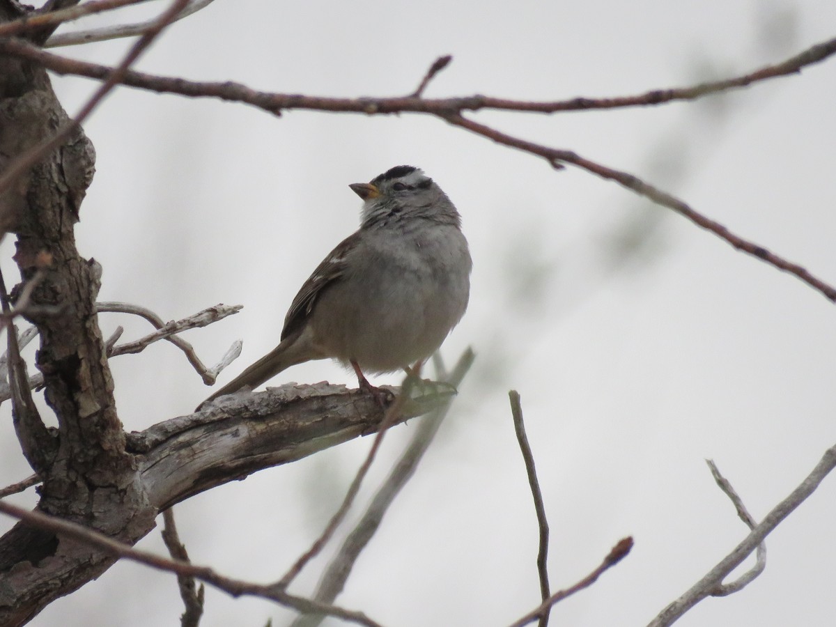 White-crowned Sparrow - ML436701401