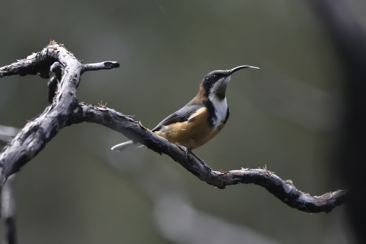 Eastern Spinebill - ML436701601