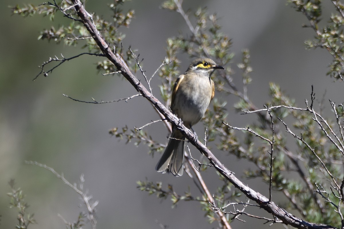 Yellow-faced Honeyeater - ML436701691