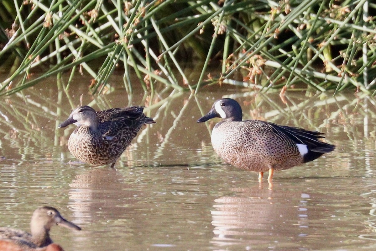 Blue-winged Teal - ML436701751