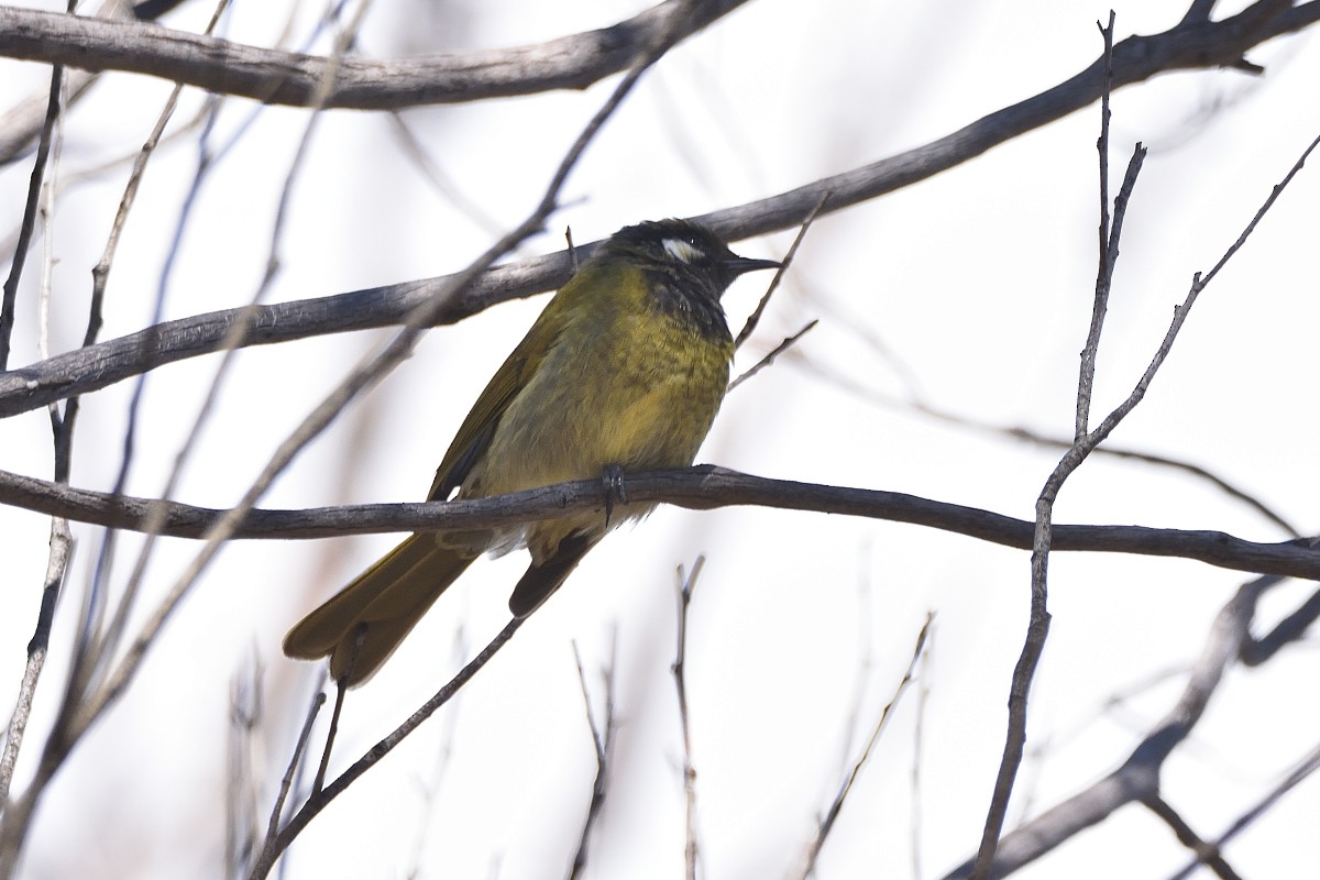 White-eared Honeyeater - Anthony Katon