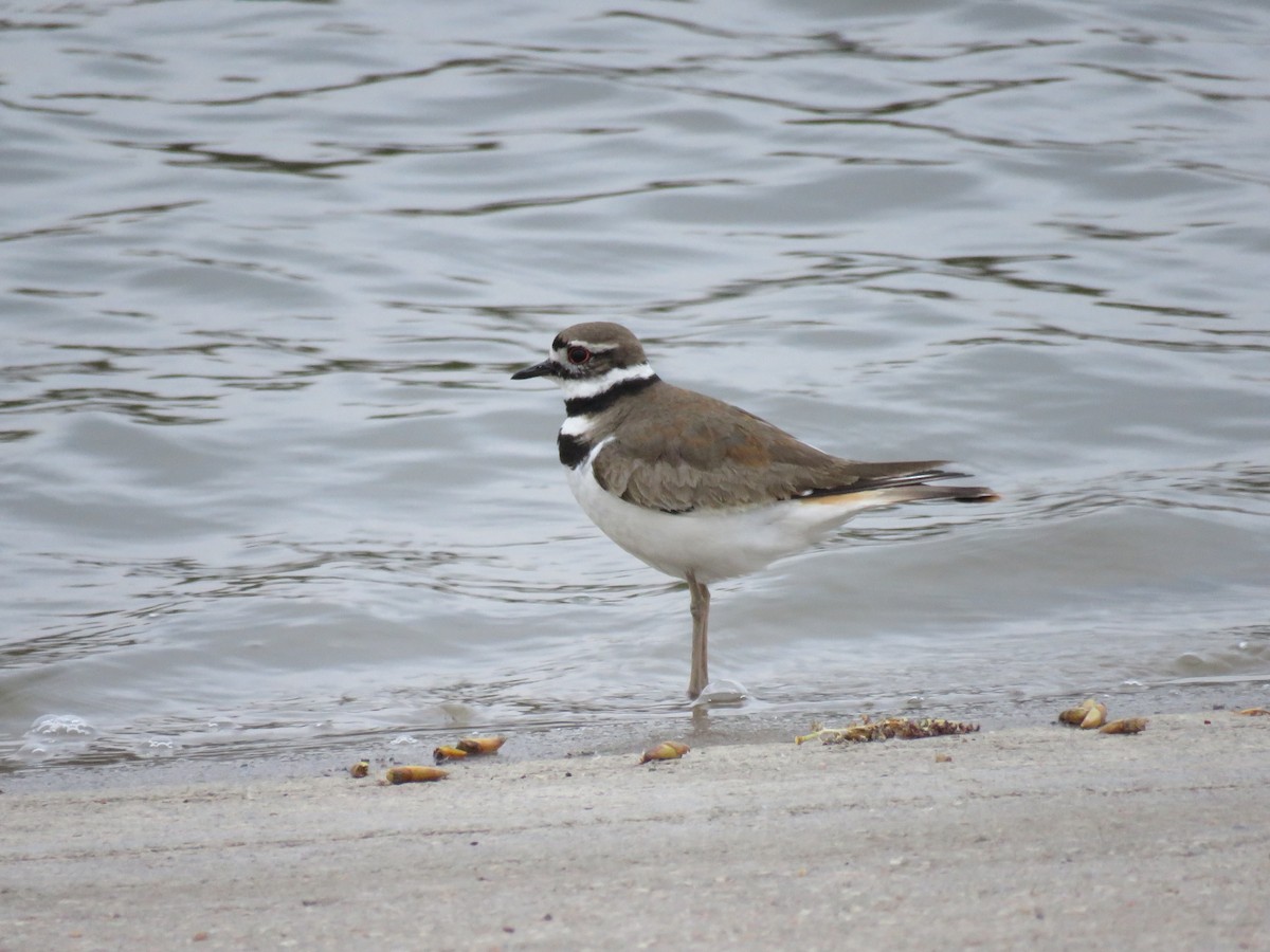 Killdeer - ML436702531