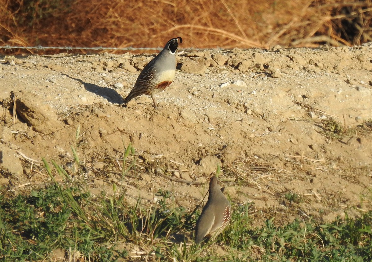 California/Gambel's Quail - ML436702711