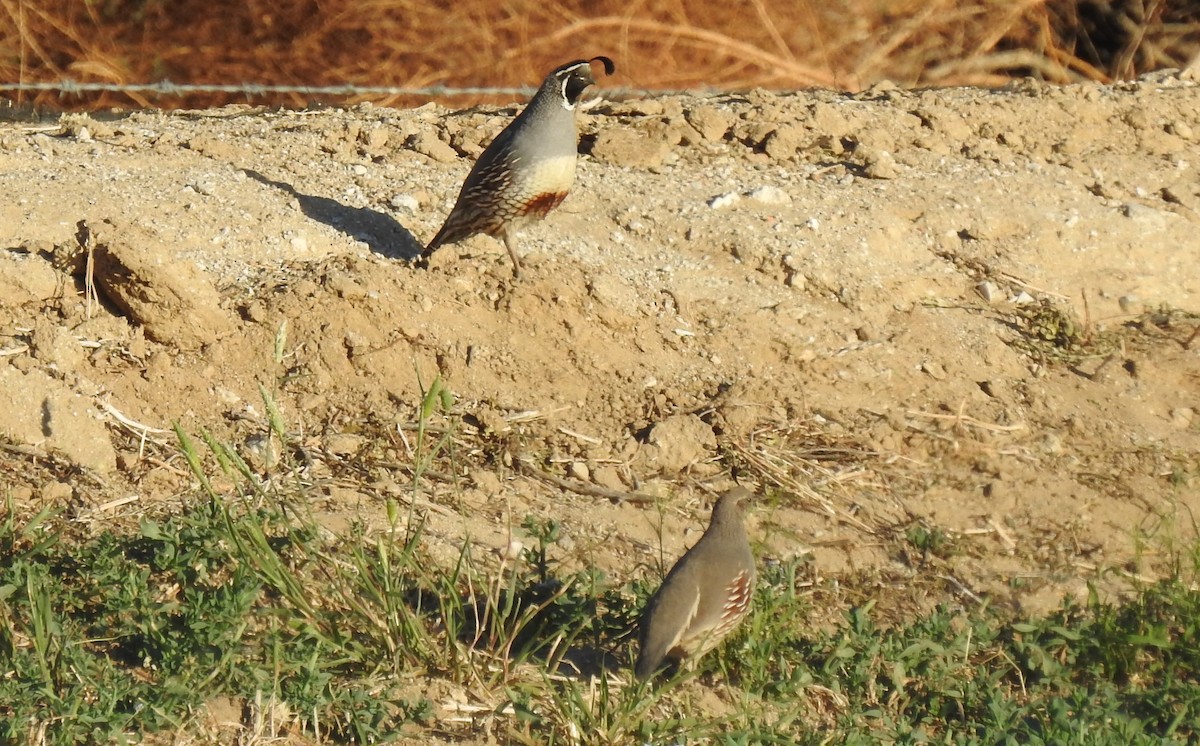 California/Gambel's Quail - ML436702741