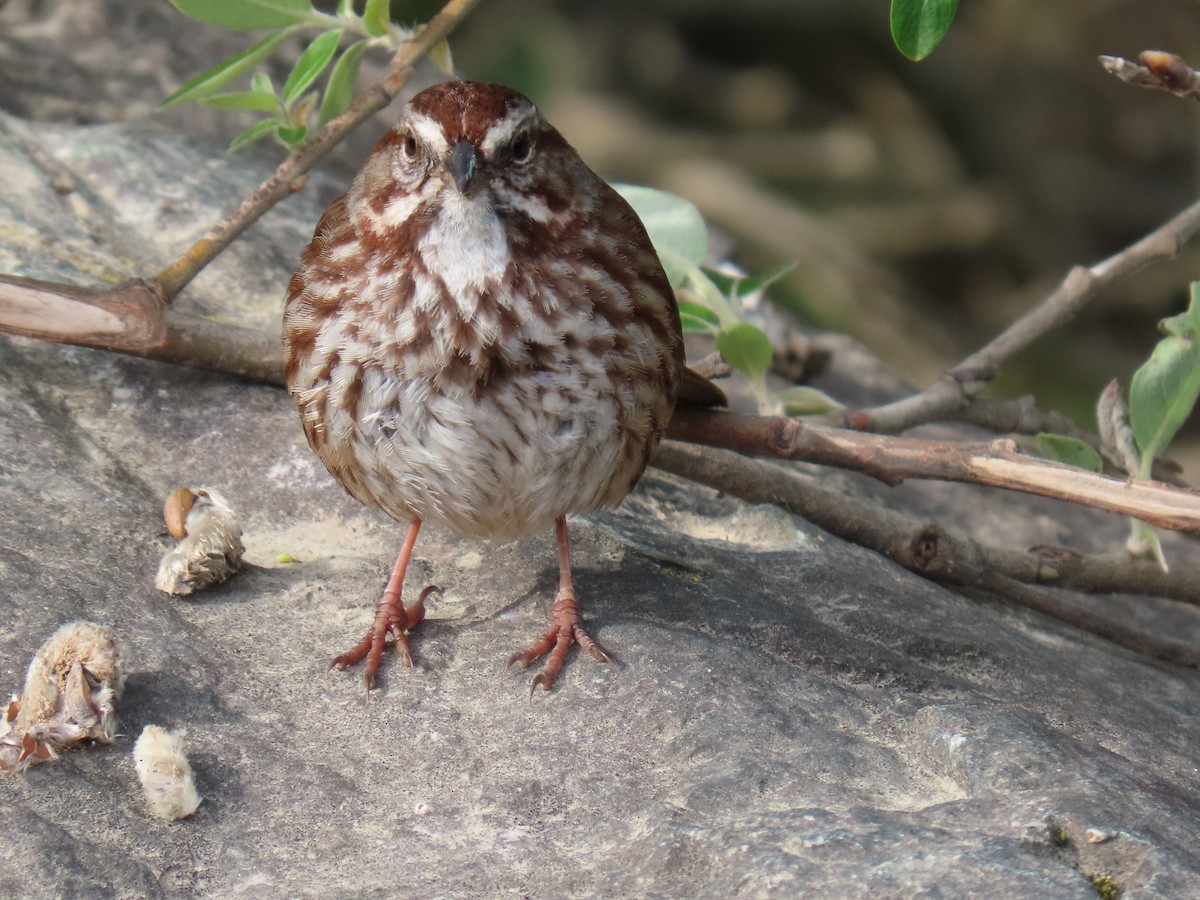 Song Sparrow - ML436703211