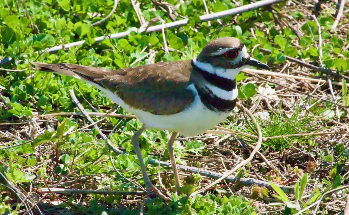 Killdeer - ML436703261
