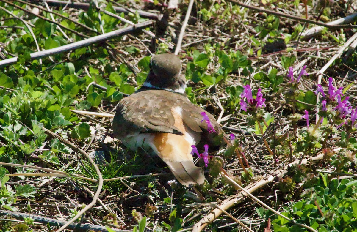 Killdeer - ML436703421