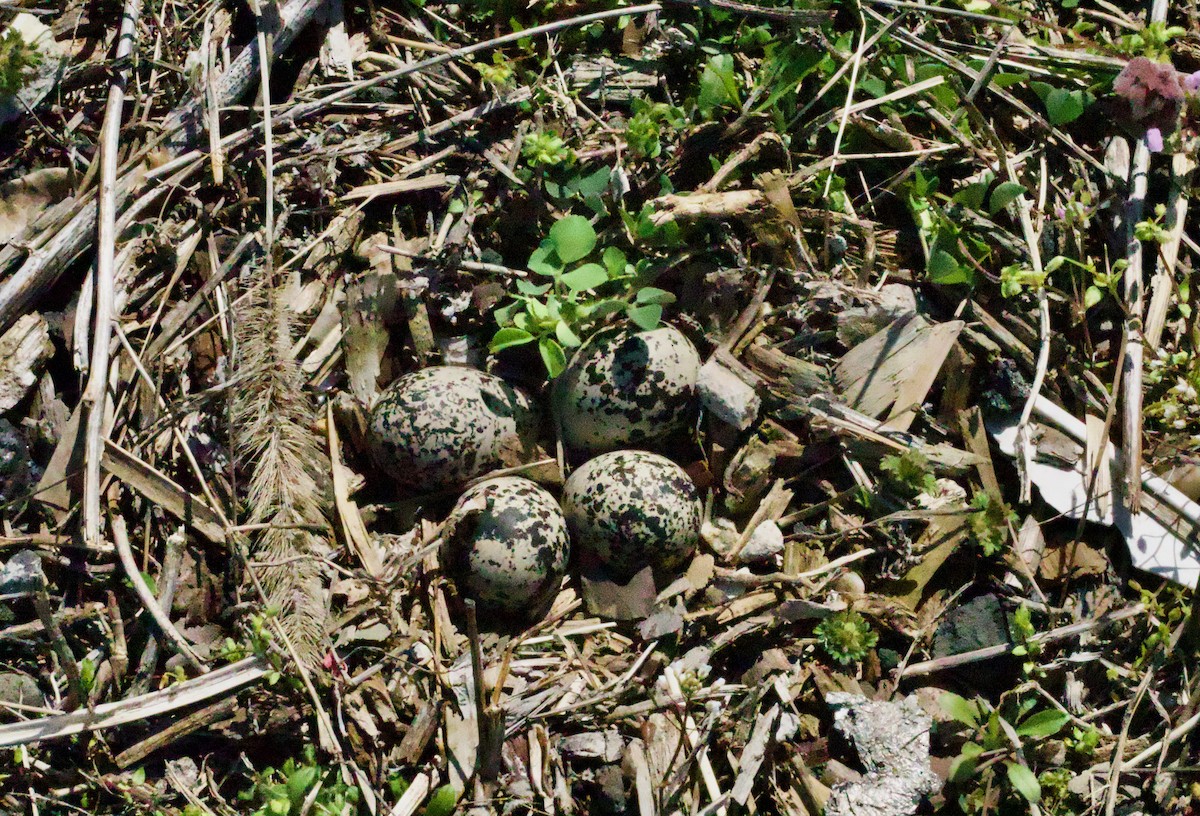 Killdeer - ML436703541