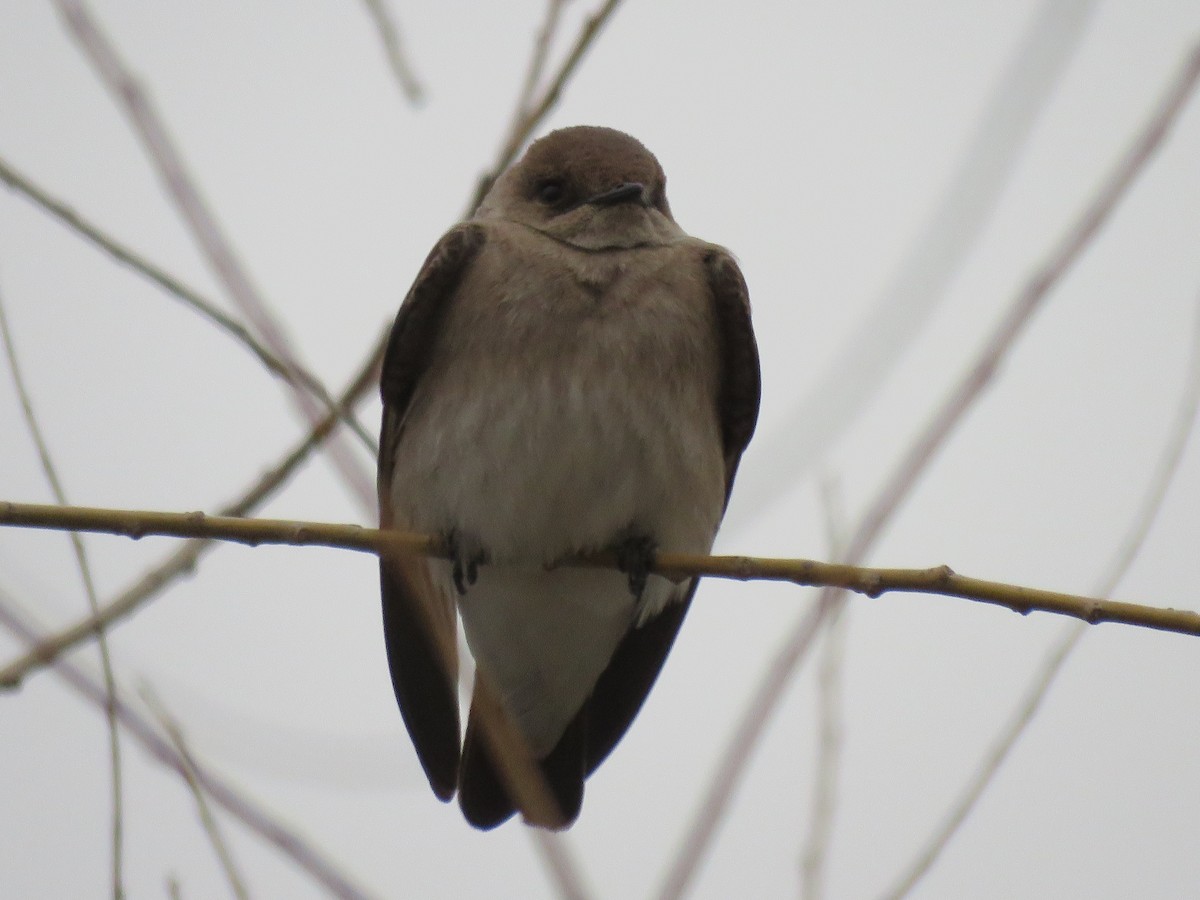 Northern Rough-winged Swallow - ML436703701