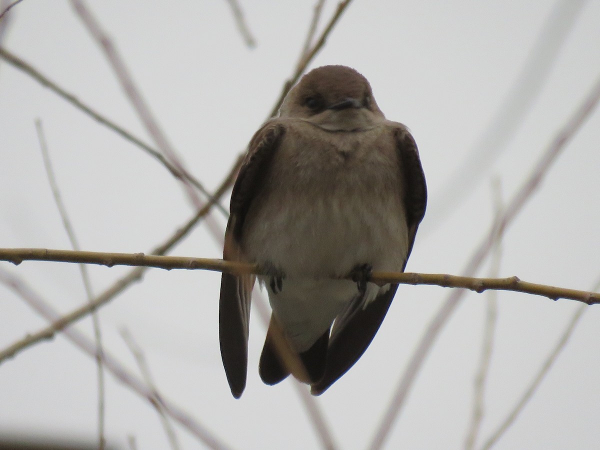 Northern Rough-winged Swallow - ML436703991