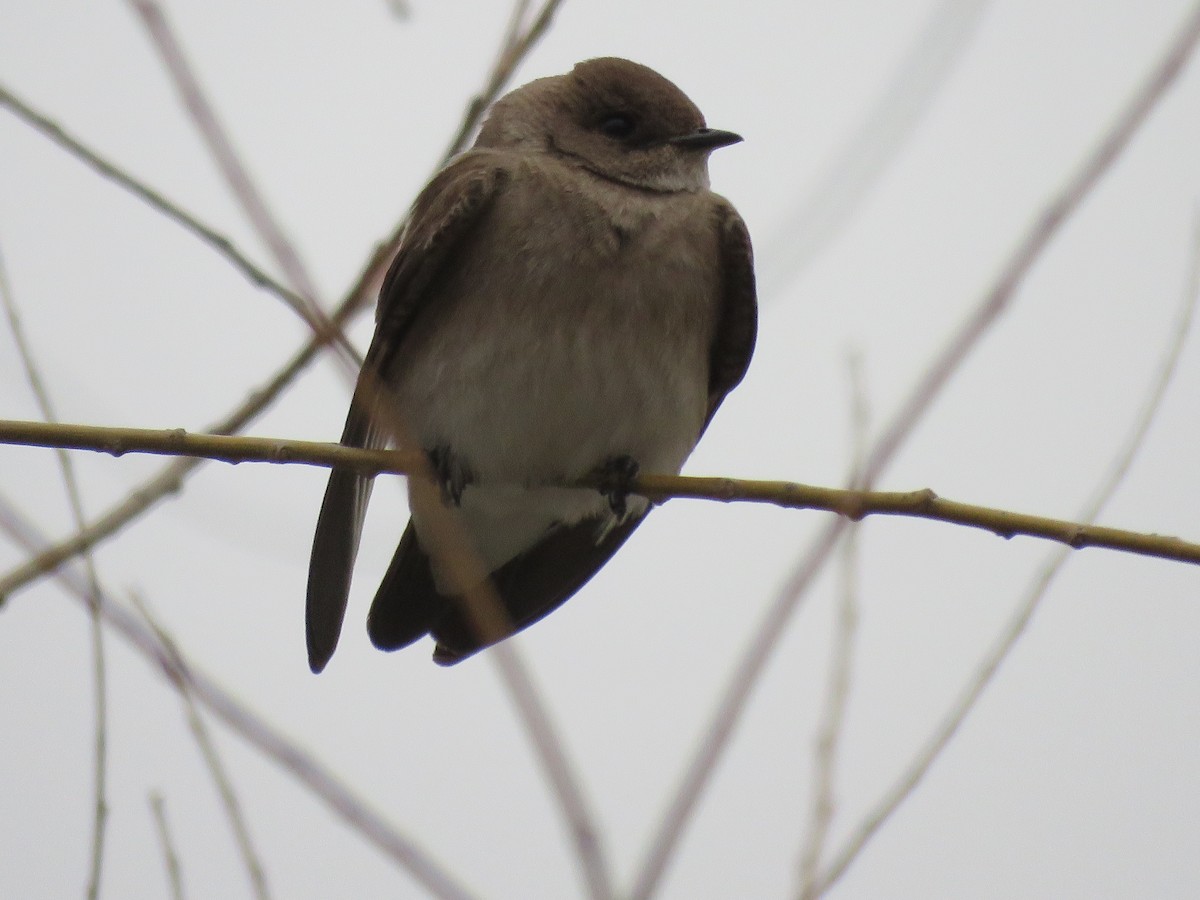 Northern Rough-winged Swallow - ML436704041