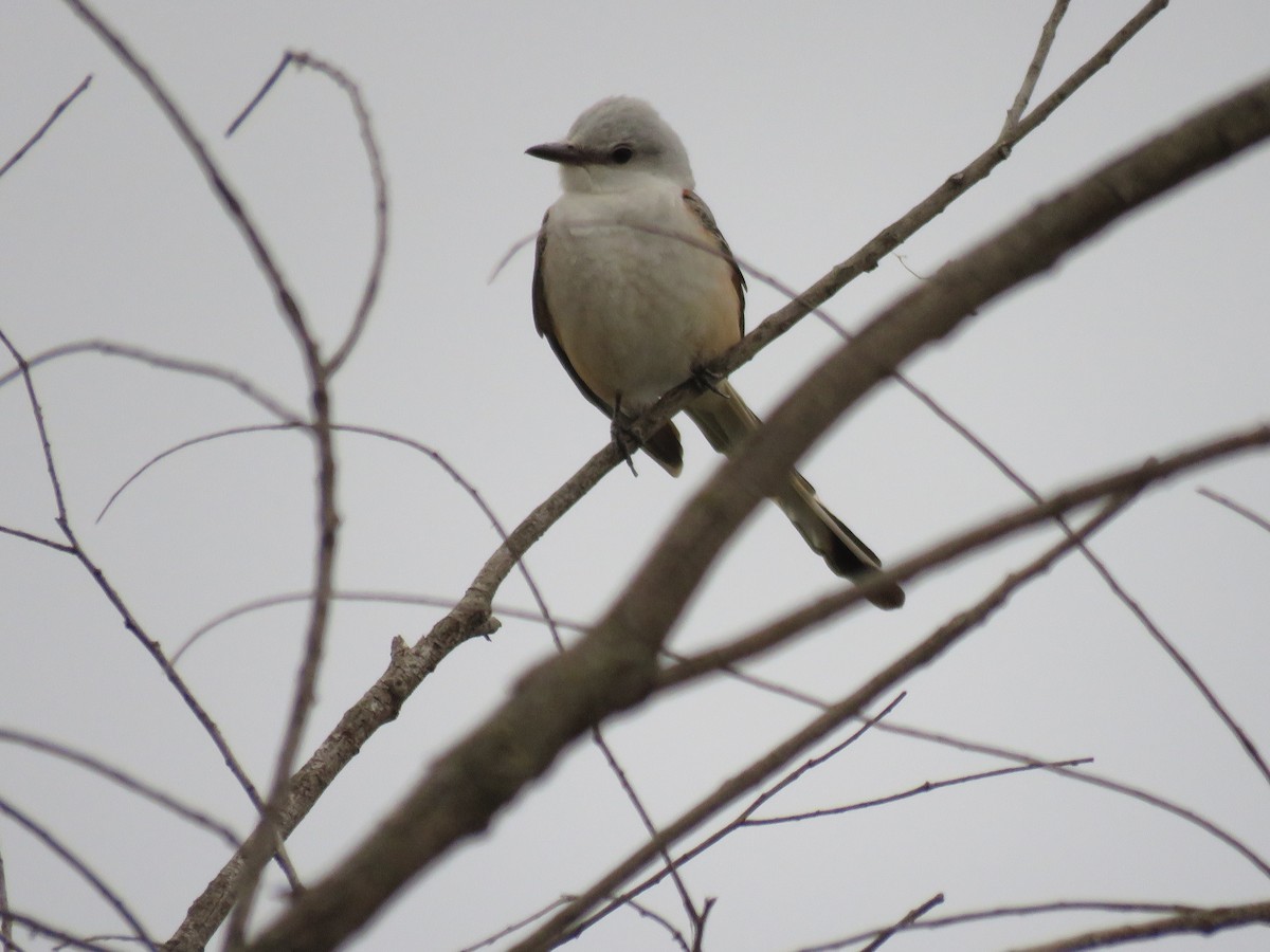 Scissor-tailed Flycatcher - ML436704131