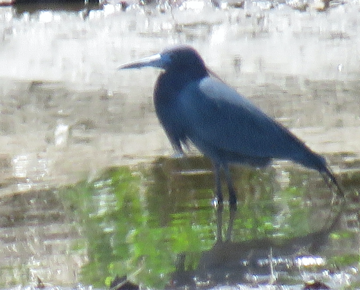 Little Blue Heron - ML436704361