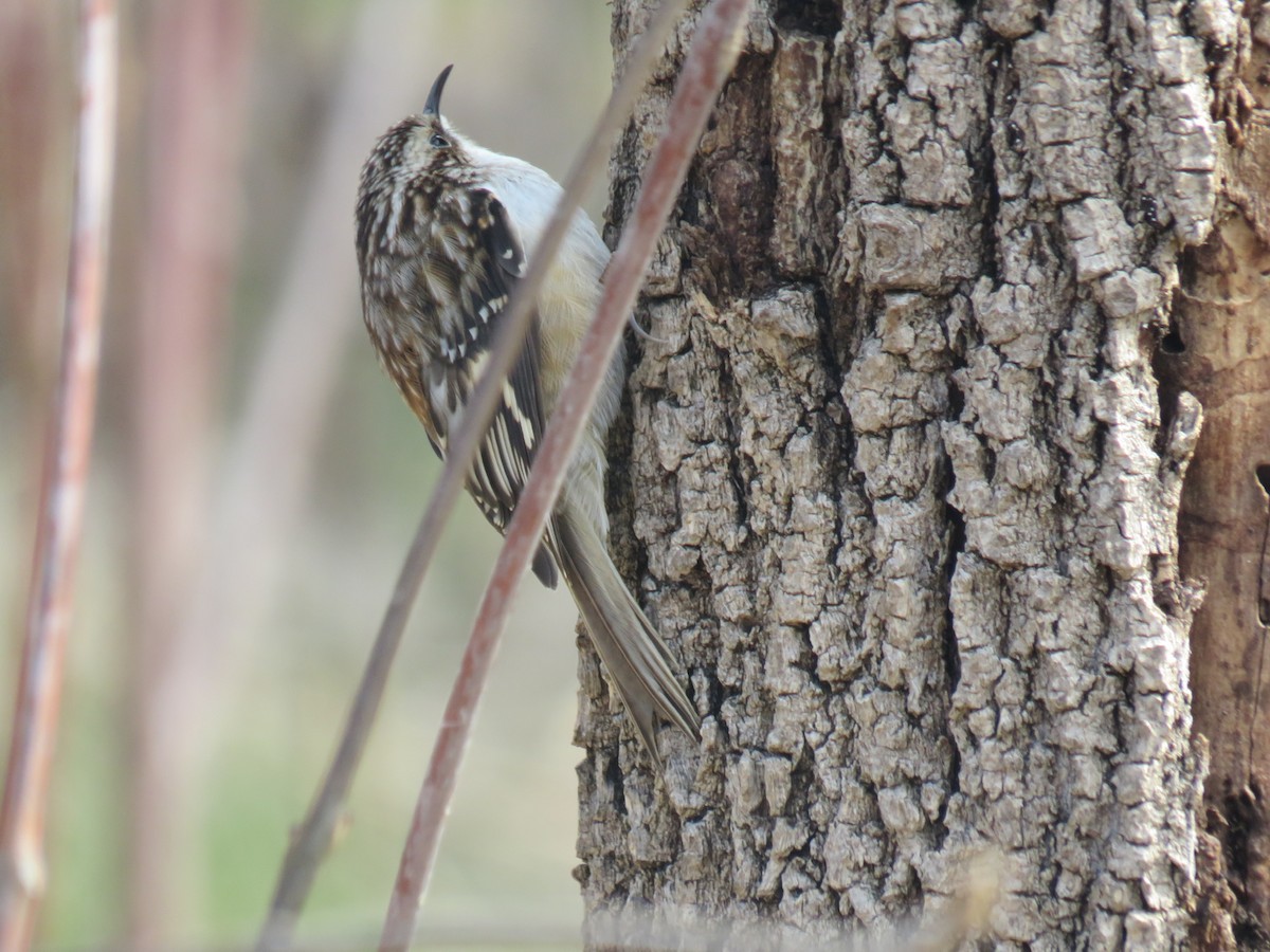 Brown Creeper - ML436705291