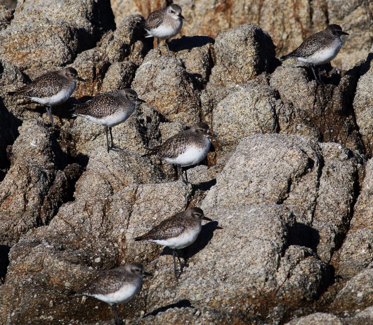 Black-bellied Plover - ML43670531