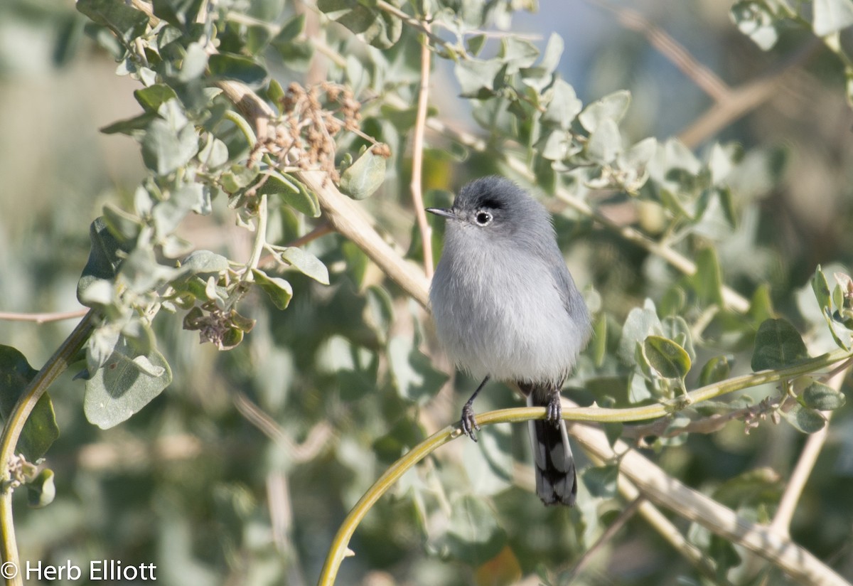 Black-tailed Gnatcatcher - Herb Elliott