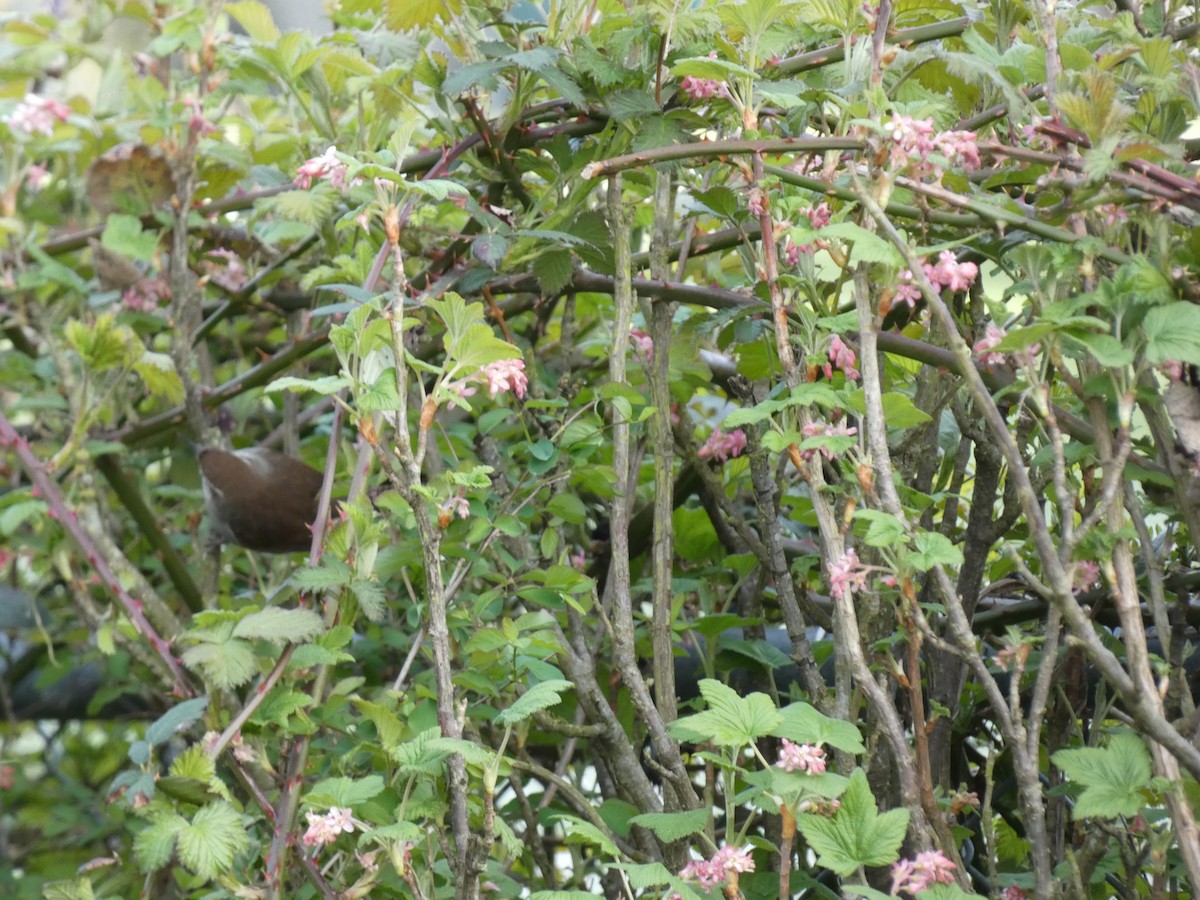 Bewick's Wren - ML436705951