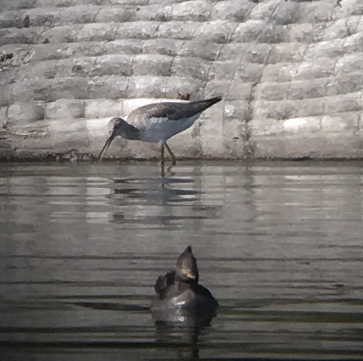 Greater Yellowlegs - ML43670781