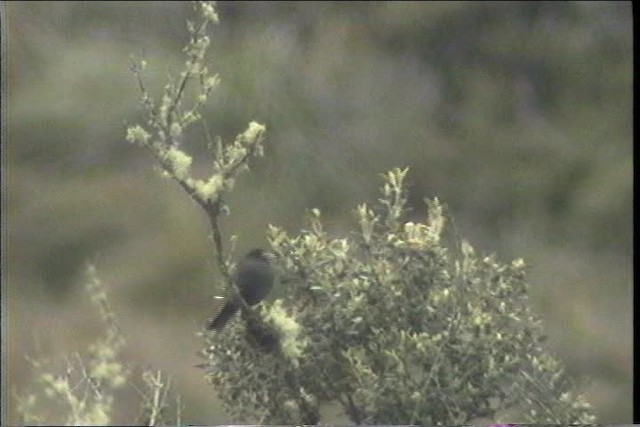 Paramo Seedeater - ML436708