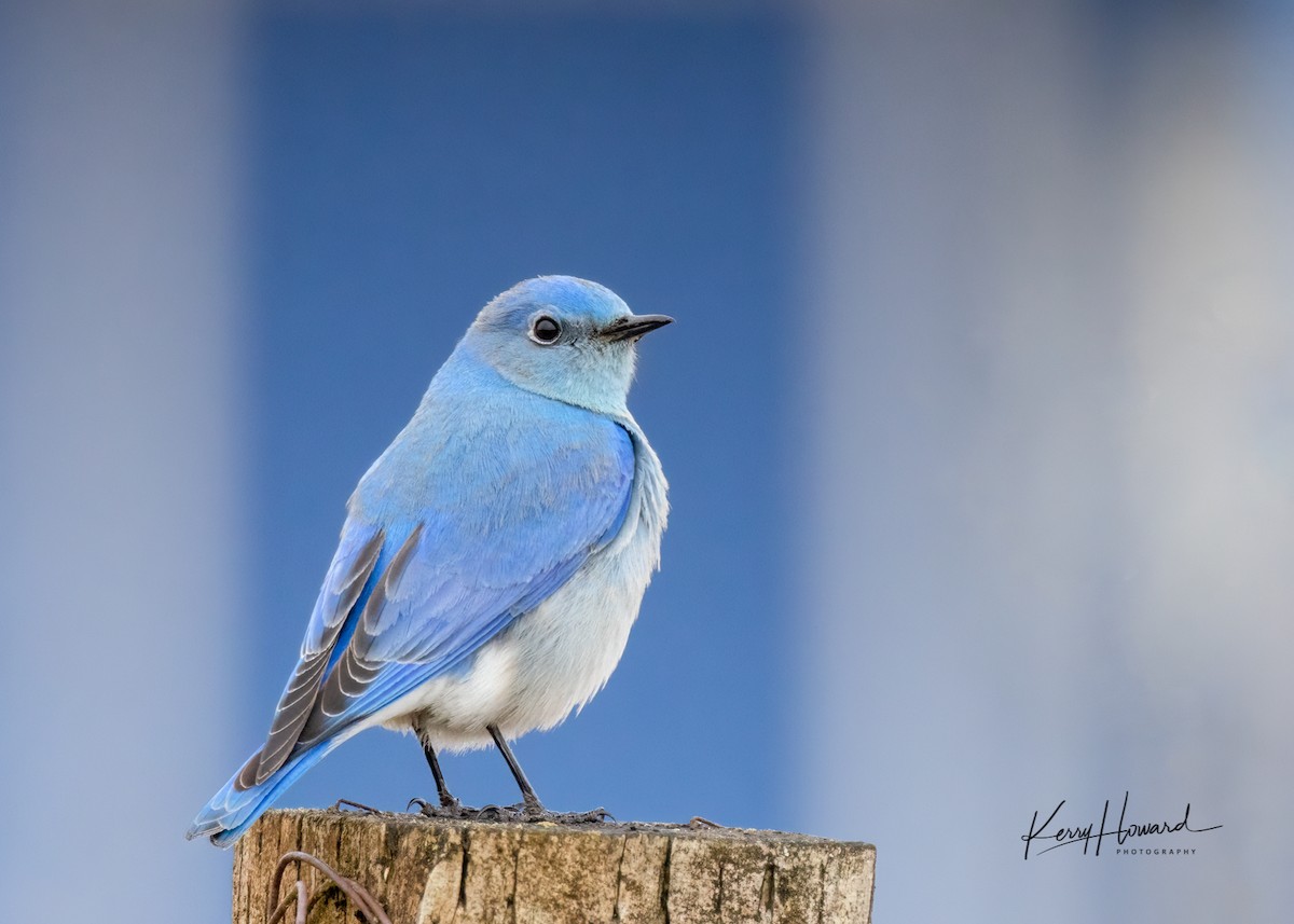 Mountain Bluebird - Kerry Howard