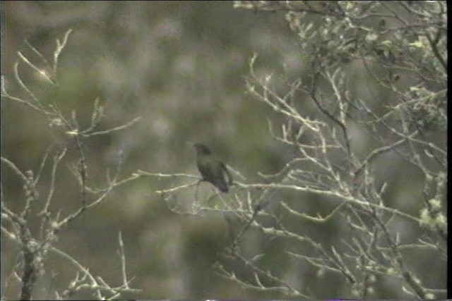 kolibřík Williamův (ssp. atrigularis) - ML436711