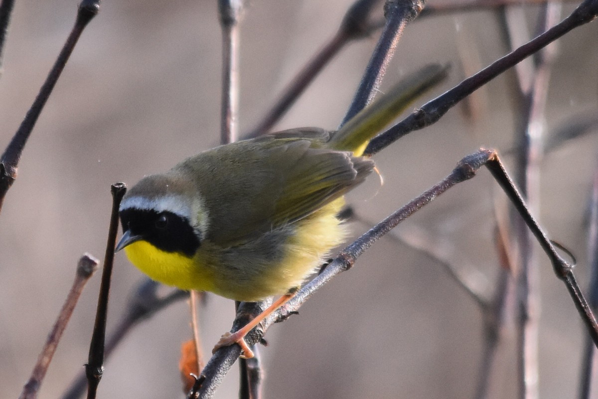 Common Yellowthroat - Mike Conway