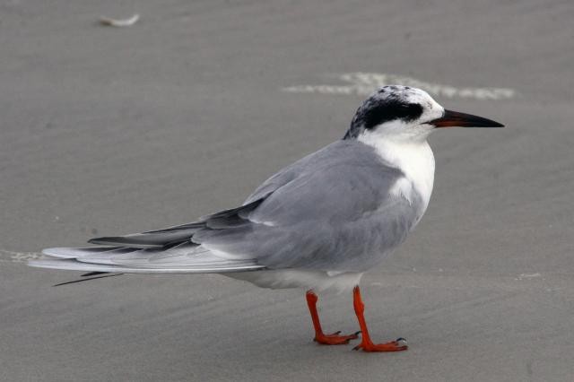 Forster's Tern - Avery Chan