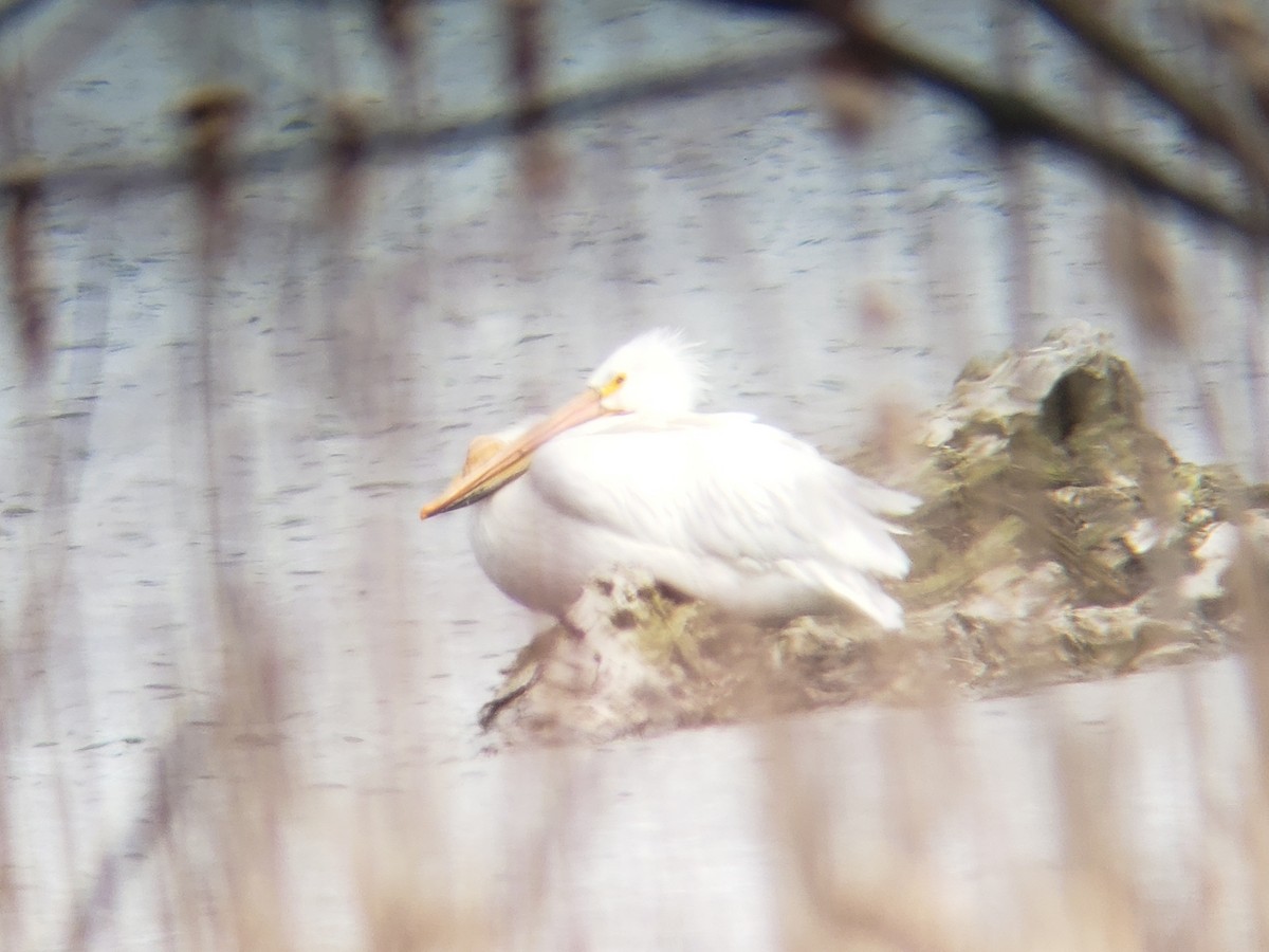 American White Pelican - ML436712061