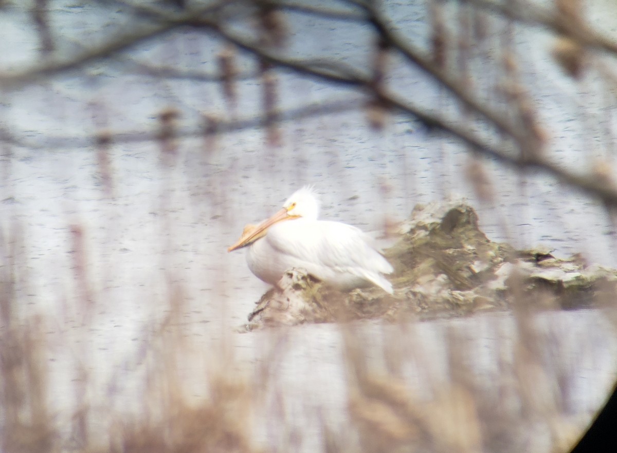 American White Pelican - Gavin Svenson