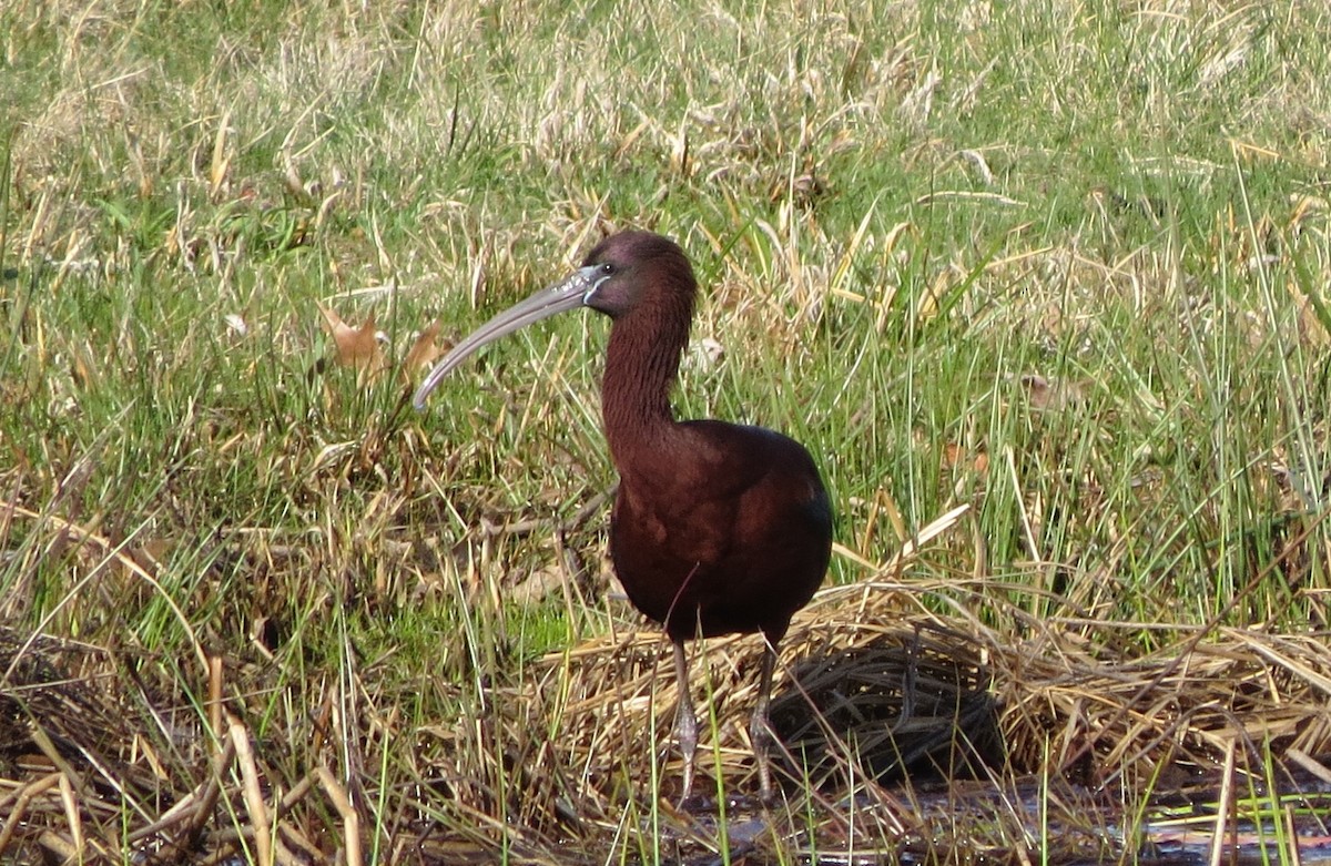 Glossy Ibis - ML436712721