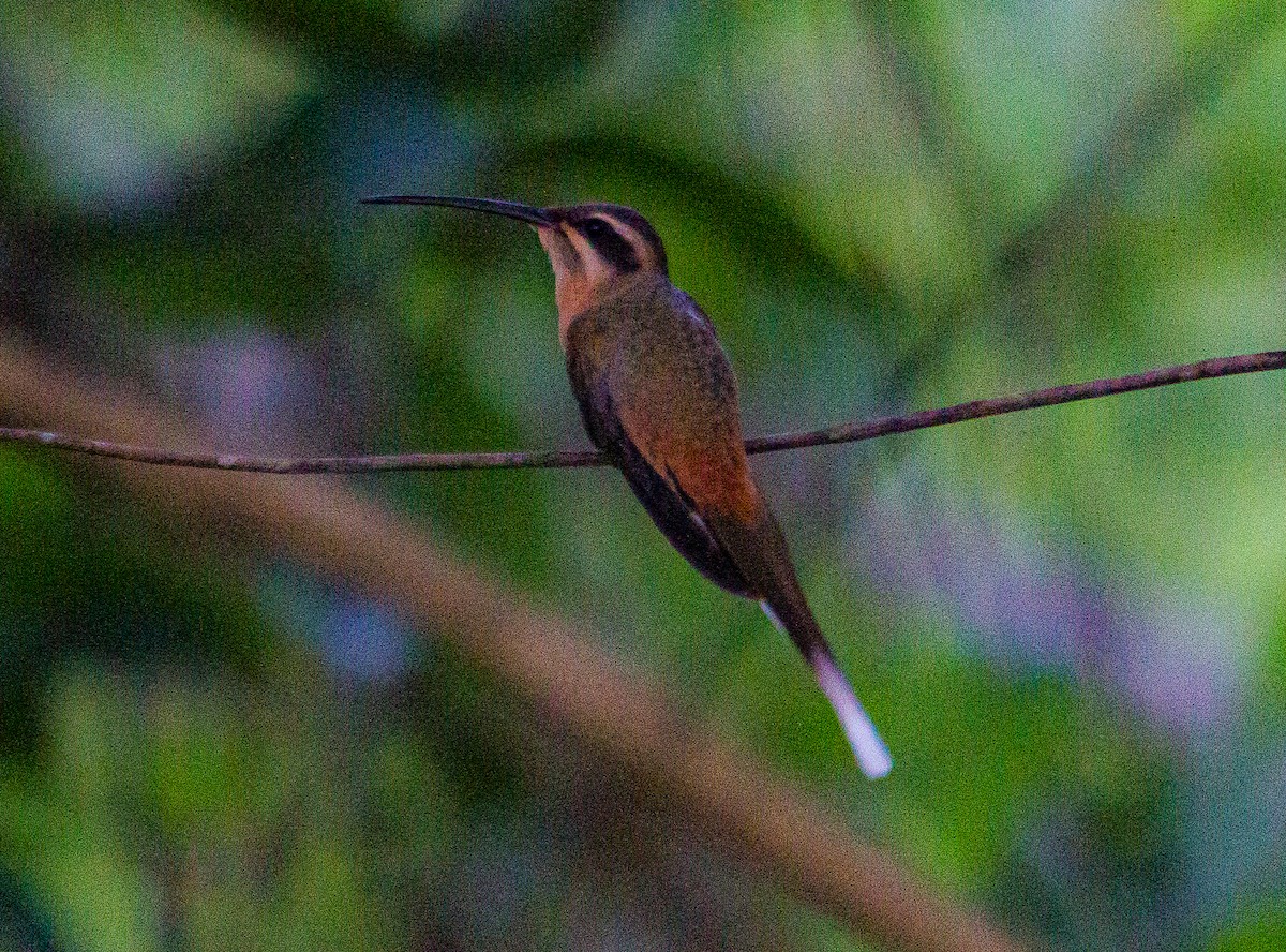 Planalto Hermit - ML436714381